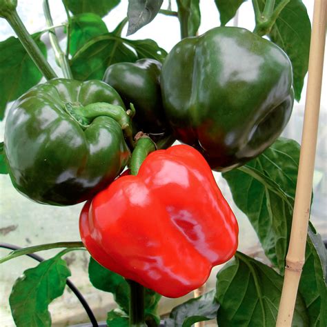 mini jungpflanze paprika britney  veredelt  kaufen bei gaertner