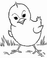 Chick Coloring Pages Kids sketch template