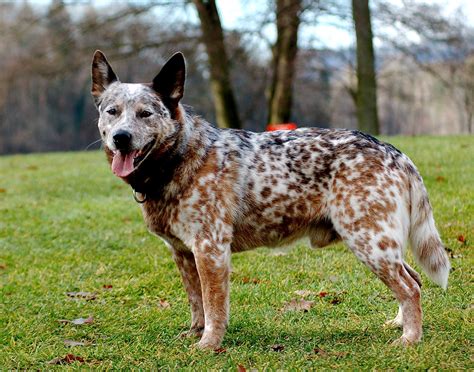 red  blue heeler canis lupus hominis