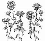Aster Flower Coloringpages4u sketch template