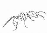Hormigas Hormiga Ameise Animadas Ant Formica Supercoloring Ameisen Kleurplaten Cicala Insectos sketch template