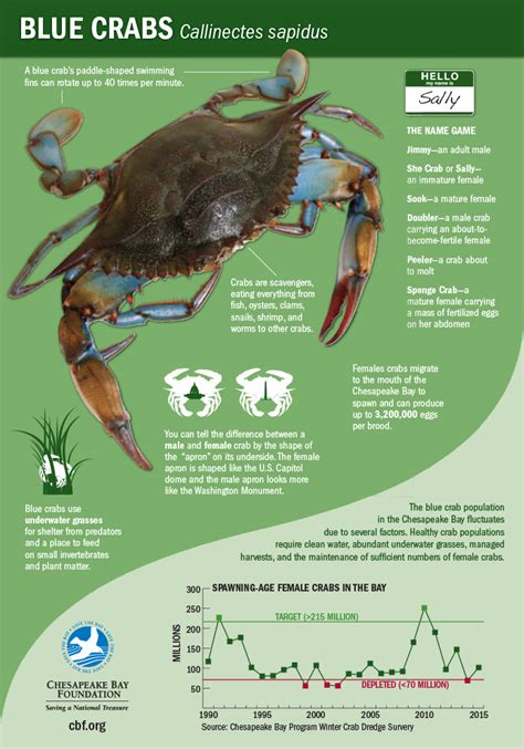 blue crabs infographic chesapeake bay foundation