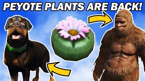 peyote plants   gta  youtube