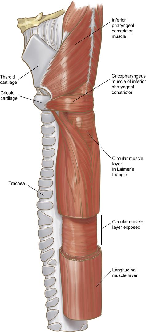 general anatomy   esophagus thoracic surgery clinics