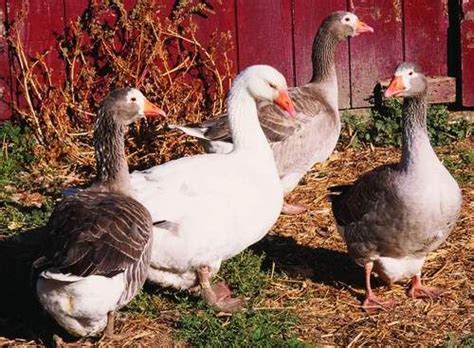 pilgrim geese are another american origin breed that is