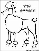 Poodle Coloring Pages Toy Getcolorings Book Getdrawings sketch template
