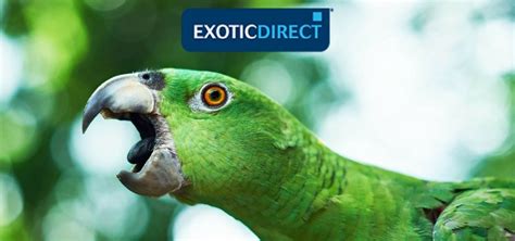 parrot screaming exoticdirect