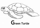 Coloring Turtle Green Sea Pages Drawing Kids Print Turtles Printable Outline Sheets Baby Easy Florida Pdf Book Everglades Animal Ninja sketch template