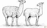 Alpaga Alpakas Alpacas Ausmalbilder Alpaka Zwei sketch template