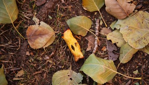 stop tossing your banana peel on the trail