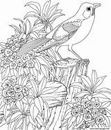 Coloring Flower Bird Pages Printable Beautiful Book sketch template