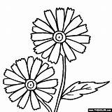 Daisy Coloring Flower Pages Garden Journey Color Flowers Daisies sketch template