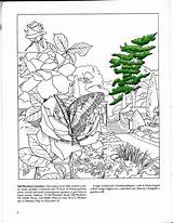 Coloring Dover Publications Pages Nature Gardens sketch template