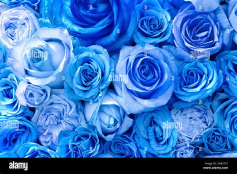 beautiful blue rose flowers top view stock photo alamy