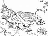 Bass Coloring Pages Fish Striped Little Chasing Drawing Guadalupe River Color Drawings Getcolorings Print Printable Paintingvalley Search sketch template