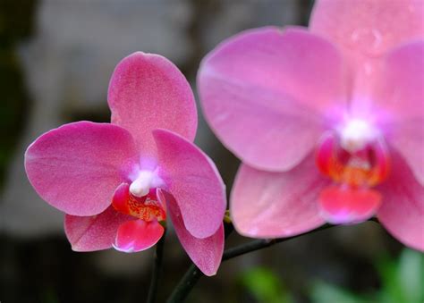 gambar bunga anggrek  wallpaperscom orchid fans