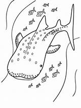 Whale Colorare Balena Squali Pesci Baleines Requins Printmania sketch template
