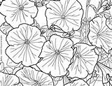 Flowers Spring Coloring Petunia Drawing Blossoms Beautiful Getdrawings Till Finish Keep Going Fall They sketch template