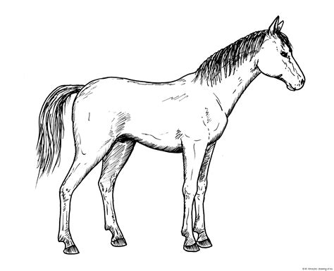drawing  horse  art illustrations