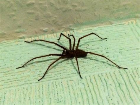 spiders invade britain horny arachnids big as mice storm