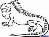 Iguana Coloring Drawing Pages Animals Outline Clipart Lizard Animal Colouring Reptiles Cartoon Chameleon Reptile Drawings Draw Printable Template Kids Color sketch template