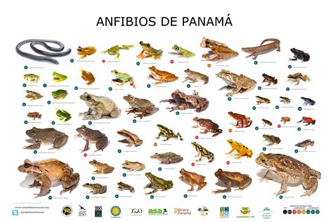 examples  amphibians