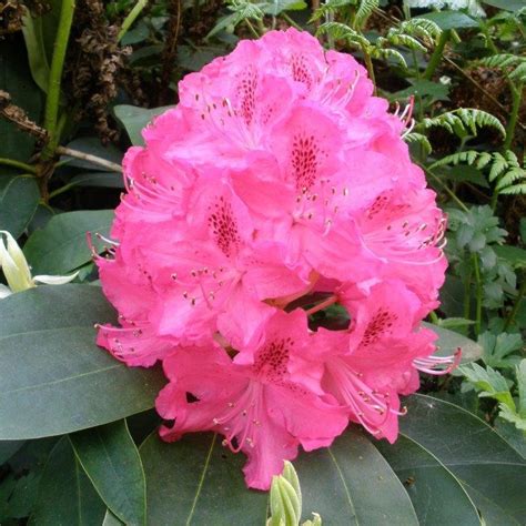 Rhododendron Cynthia Agm Buy Cynthia Rhododendrons Online Millais