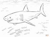 Coloring Pages Shark Great Fishes Pilot Drawing Printable sketch template