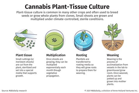 clones  cannabis growers     tissue culture