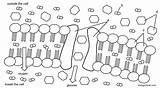 Cell Coloring Membrane Transport Worksheet Diffusion Osmosis Facilitated Finished Biologycorner Kind Transportation Biology Passive Choose Board Template sketch template
