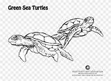 Turtle Coloring Sea Pages Green Clipart sketch template