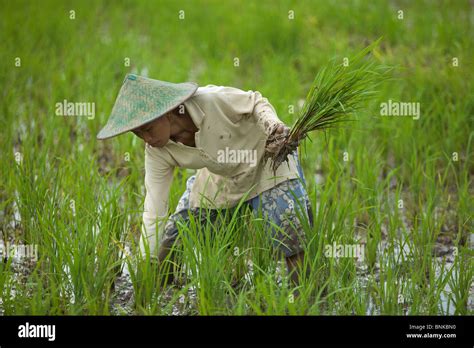 Female Farmer Wearing Straw Hat Planting Rice In A Paddy Field East