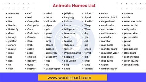 animals names animals names list word coach