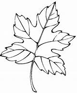 Leaf Coloring Pages Leaves Palm Colouring Animated Drawing Template Banana Coloringpages1001 Clipartmag Gif Per sketch template
