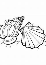Indiaparenting Seashell Shell sketch template