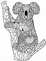 Coloring Koala Pages Animal Wattle Golden Animals Adult Bear Zentangle Colouring Australian Aboriginal Color Koalas Books Just Much Know So sketch template