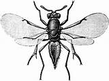 Wasp Clipart Parasitic Etc Original sketch template