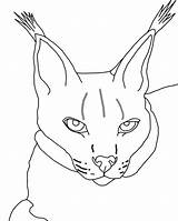 Lynx Coloring Pages Canada Color Animals Printable Comments Animal Library Coloringhome sketch template