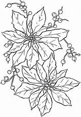 Poinsettia Coloring Flower Pages Drawing Beautiful Outline Christmas National Awesome Kids Color Flowers Colorluna Printable Adult Getdrawings Sheets Visit Getcolorings sketch template