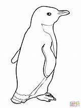 Penguin Coloring Penguins Pinguin Emperor Adelie Gentoo Ausmalbild Getdrawings Kostenlos Baby Malvorlagen sketch template