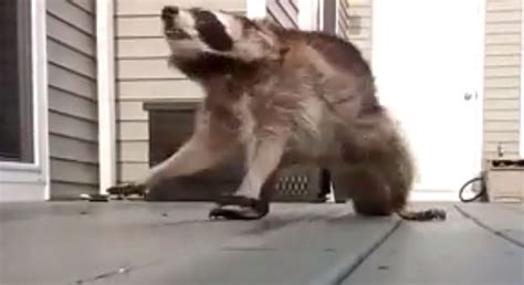 Who Do You Think Will Win In The Battle Of Raccoon Vs Man Video