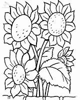 Coloring Sunflower Plants Lovely Kids Pages Printable Sunflowers Flowers sketch template