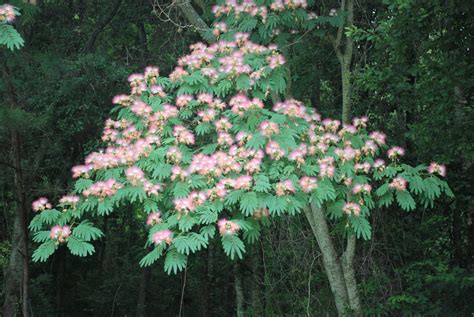mimosa tree beautiful  invasive alabama cooperative extension