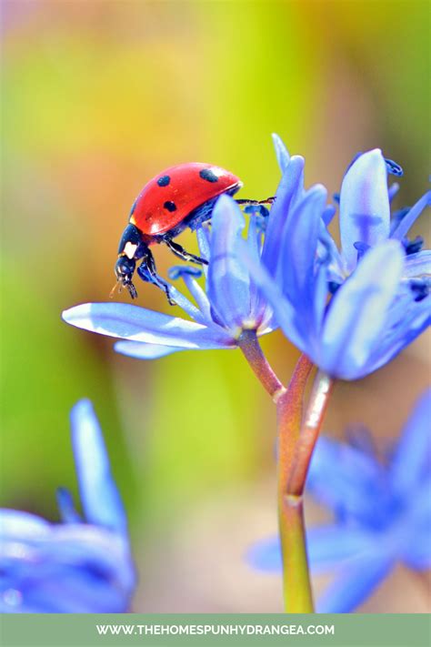 attract ladybugs