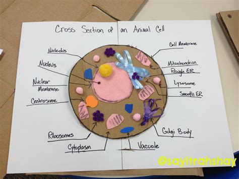 create  cross section   animal cell  craft supplies