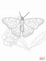 Painted Lady Coloring Butterfly Pages Color Silhouettes Online sketch template