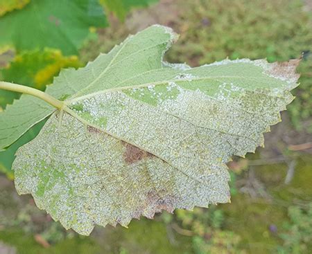 late season downy mildew  grapes grapes