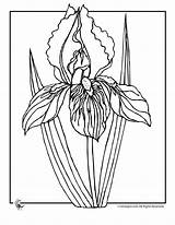 Iris Flower Coloring Pages Flowers Drawing Drawings Spring Line Gif Printable Clipart Outline Sun Colouring Getdrawings Library Jr Petals Colorful sketch template