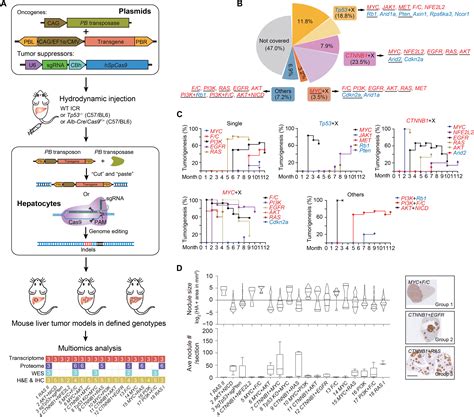 liver cancer heterogeneity modeled    genome editing