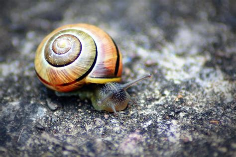 snail flickr photo sharing